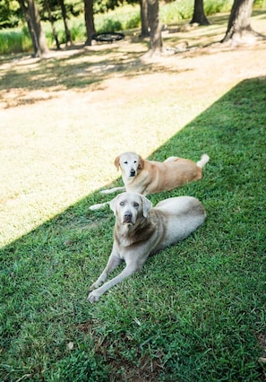 Two dogs lying on a grassy area with trees in the background.
