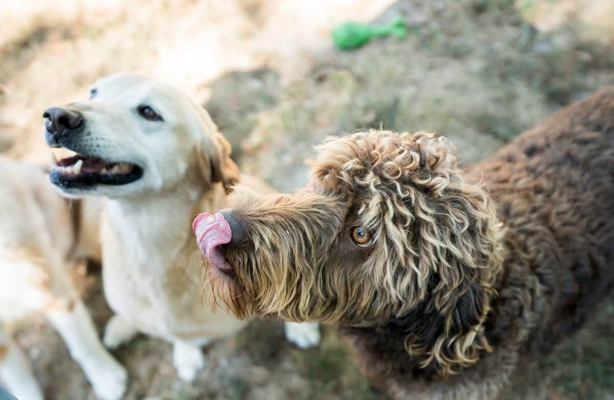 Ein Nahaufnahme von einem Hund mit lockigem Fell, im Hintergrund ein weißer Hund.