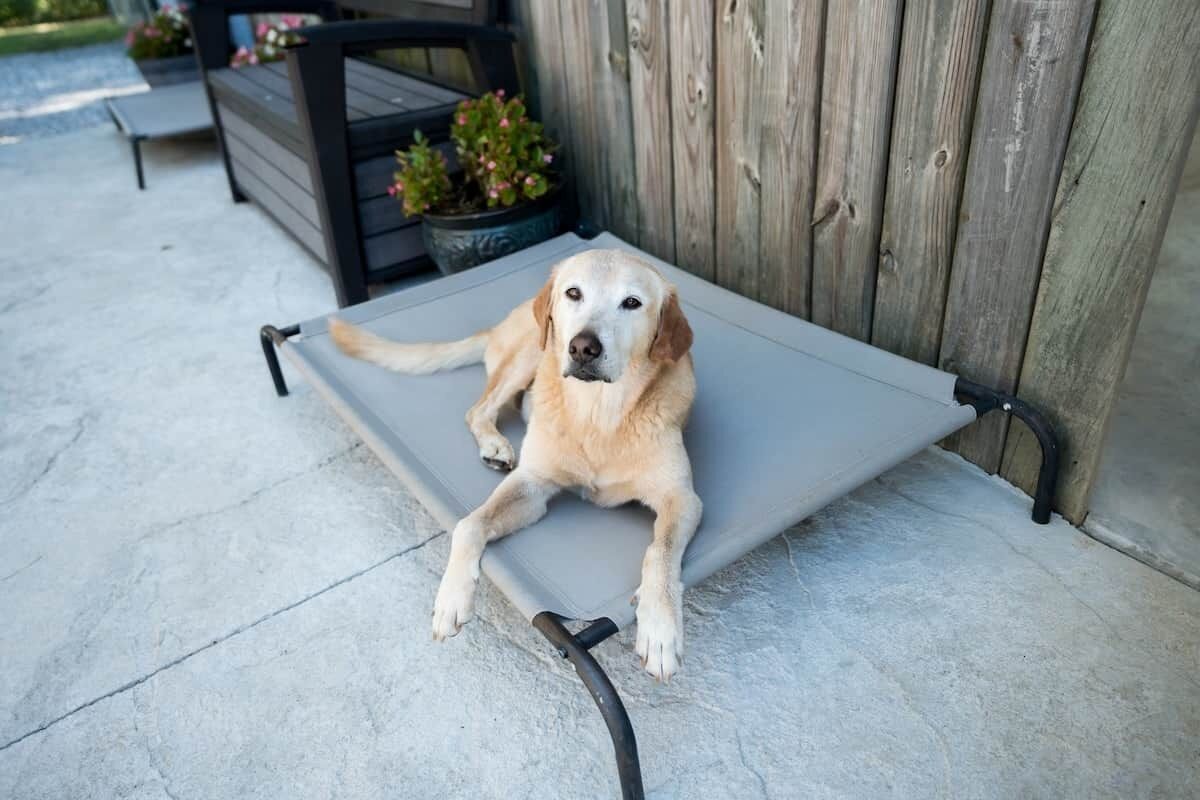 Un perro descansando sobre un banco exterior gris, con una valla de madera al fondo.