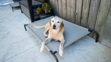Un perro descansando sobre un banco exterior gris, con una valla de madera al fondo.