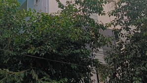 Um edifício de vários andares com telhado plano, uma janela visível e uma árvore em primeiro plano.