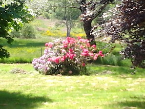 A garden with a large tree and a bush with pink flowers.