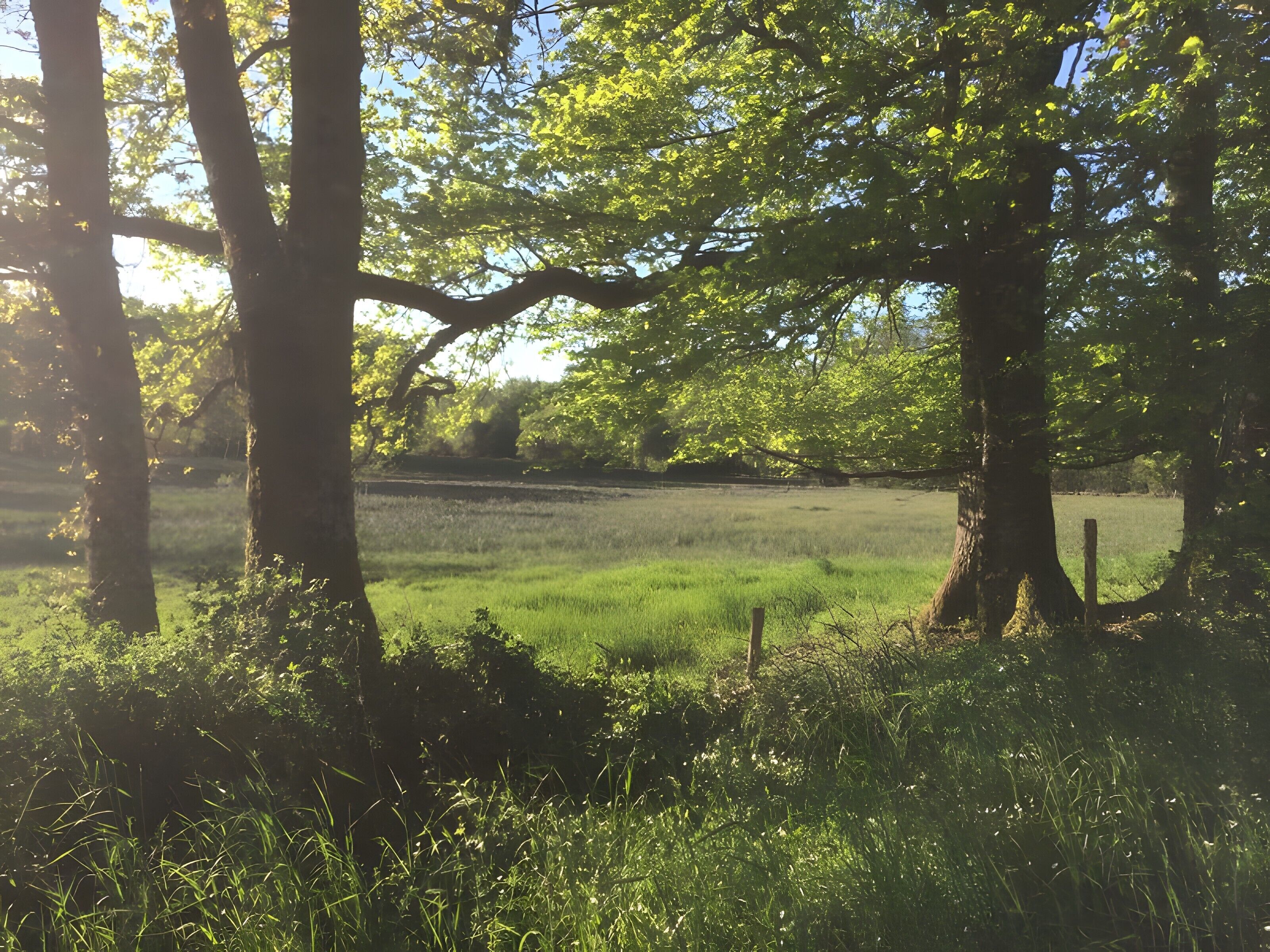 A grassy field with trees and a fence.
