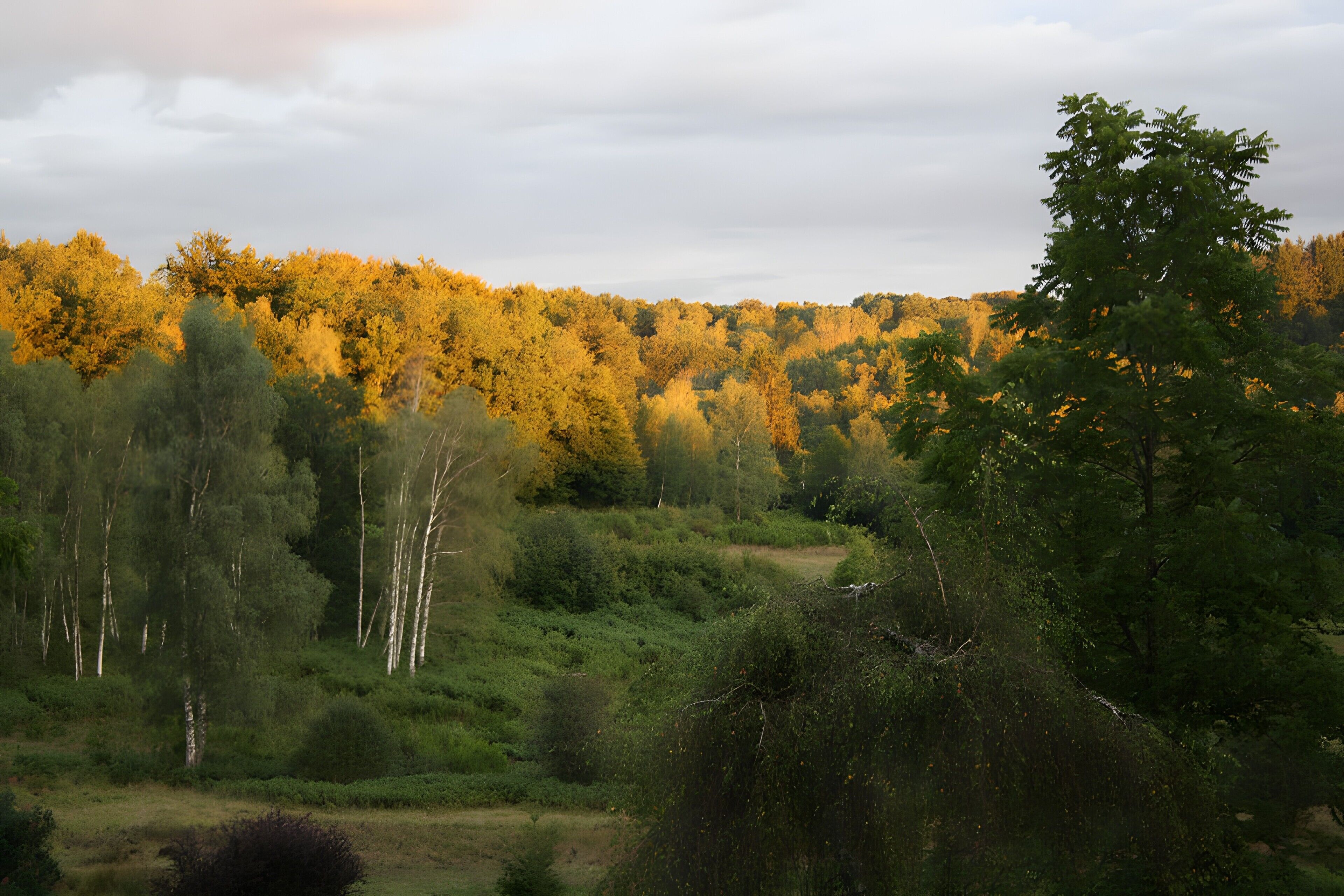 Un paysage naturel composé de différentes espèces d’arbres, avec une colline en arrière-plan.