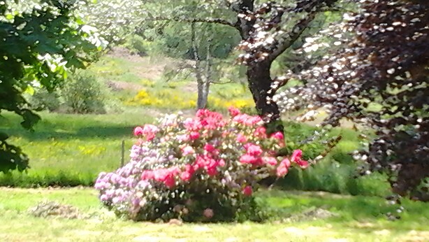 A garden with a large tree and a bush with pink flowers.