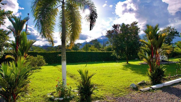 A well-maintained garden with a variety of palm trees, a neatly trimmed hedge, and a clear sky.