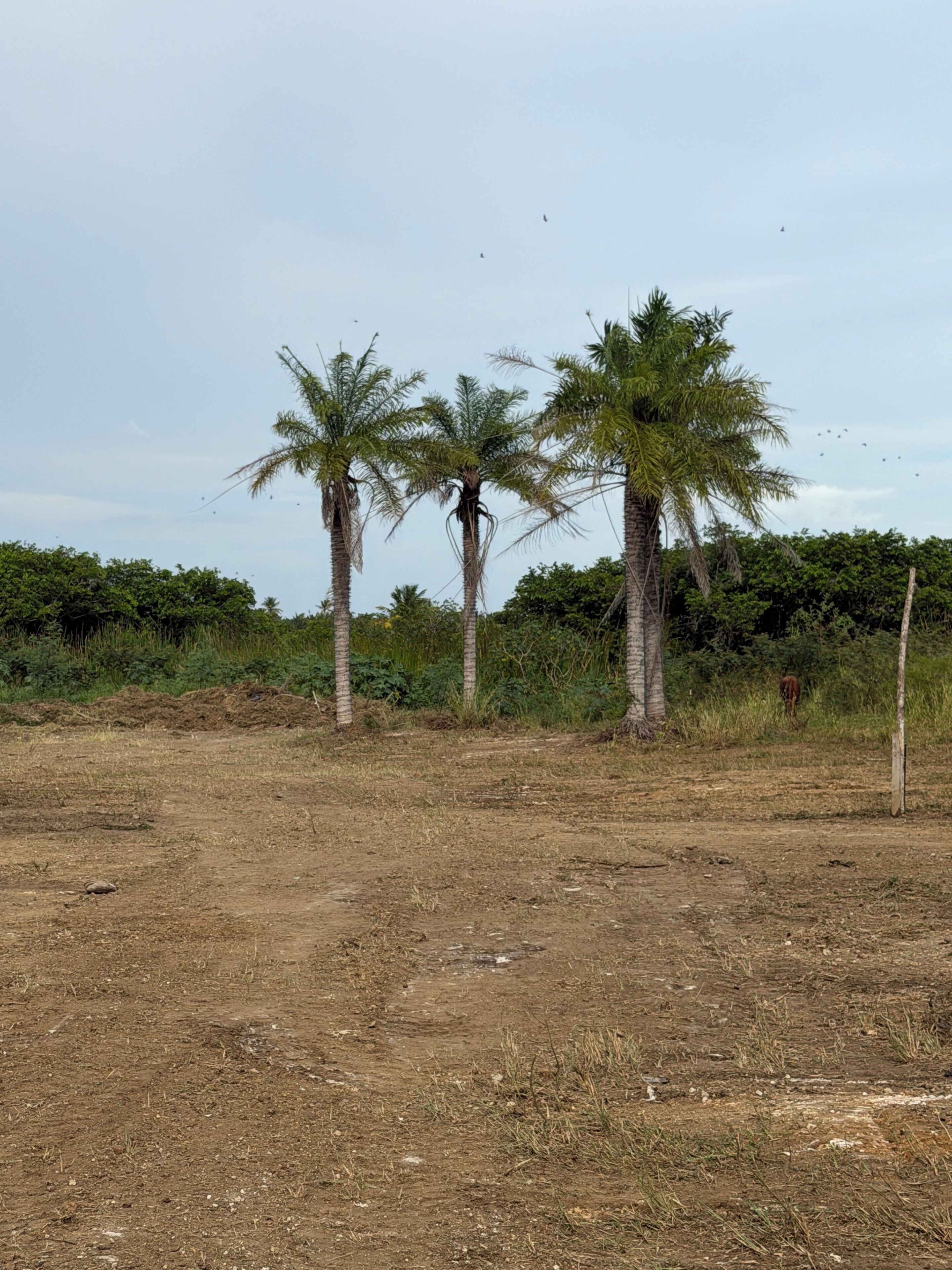 A dry, open field with three palm trees and dense greenery in the background.