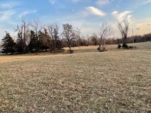A grassy field with trees and a clear sky.