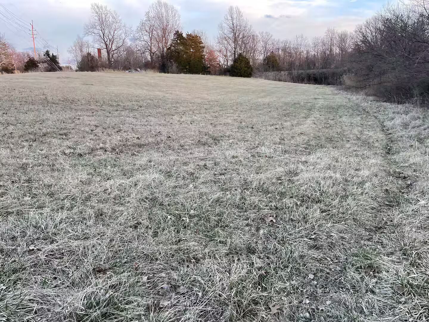 Eine weitläufige, offene Landschaft mit vereinzelten Grashalmen, umgeben von kahlen Bäumen und einigen wenigen Büschen.