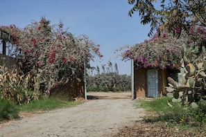 A gravel path leading to a building with a blue door, surrounded by flowering plants and cacti.