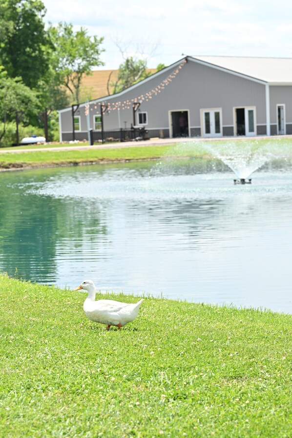 Un pato en una zona cubierta de césped cerca de una masa de agua, con un edificio al fondo.