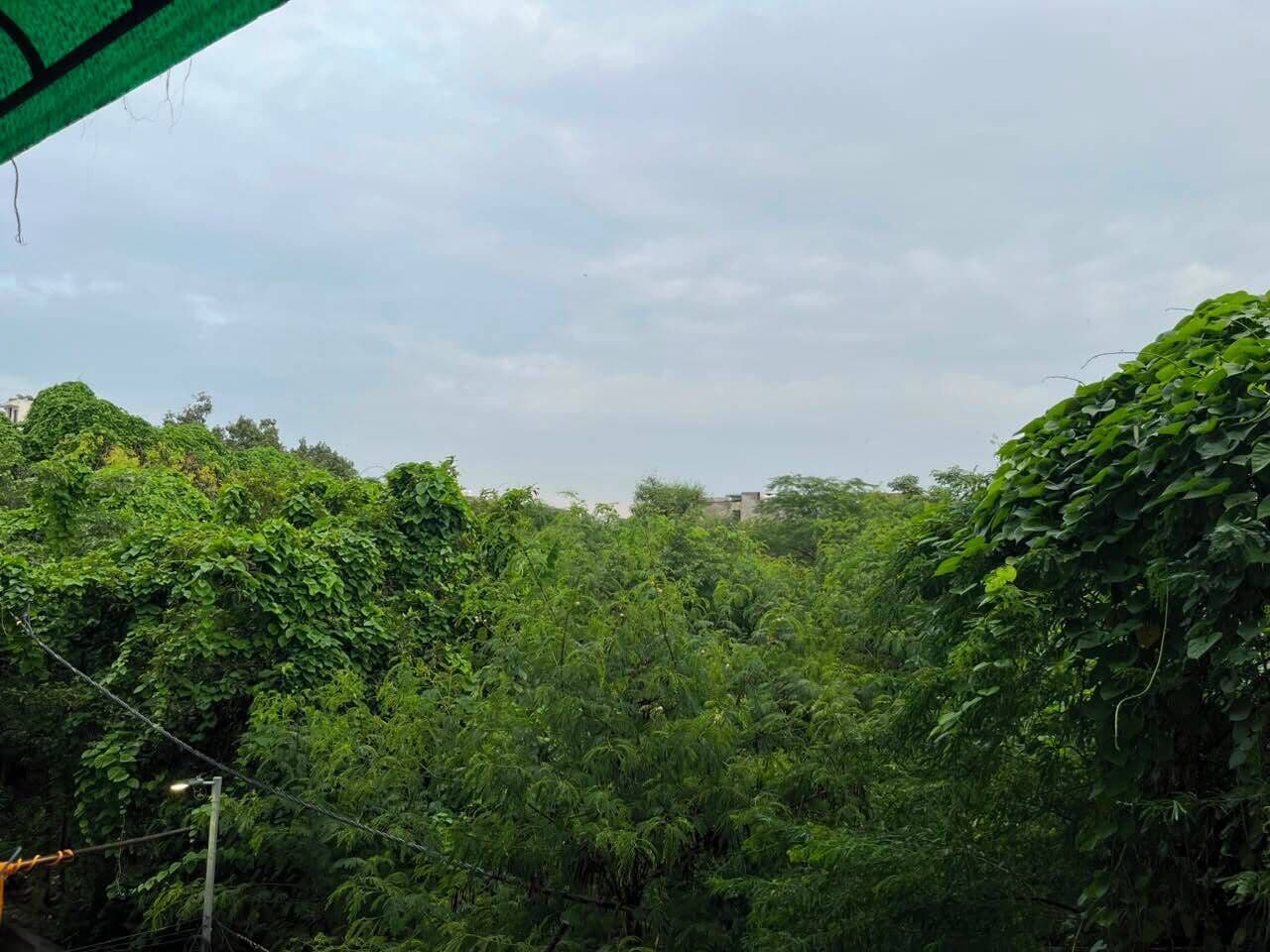 A dense forested area with a variety of trees and vegetation.