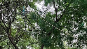 Rua arborizada com carros estacionados e um cachorro.