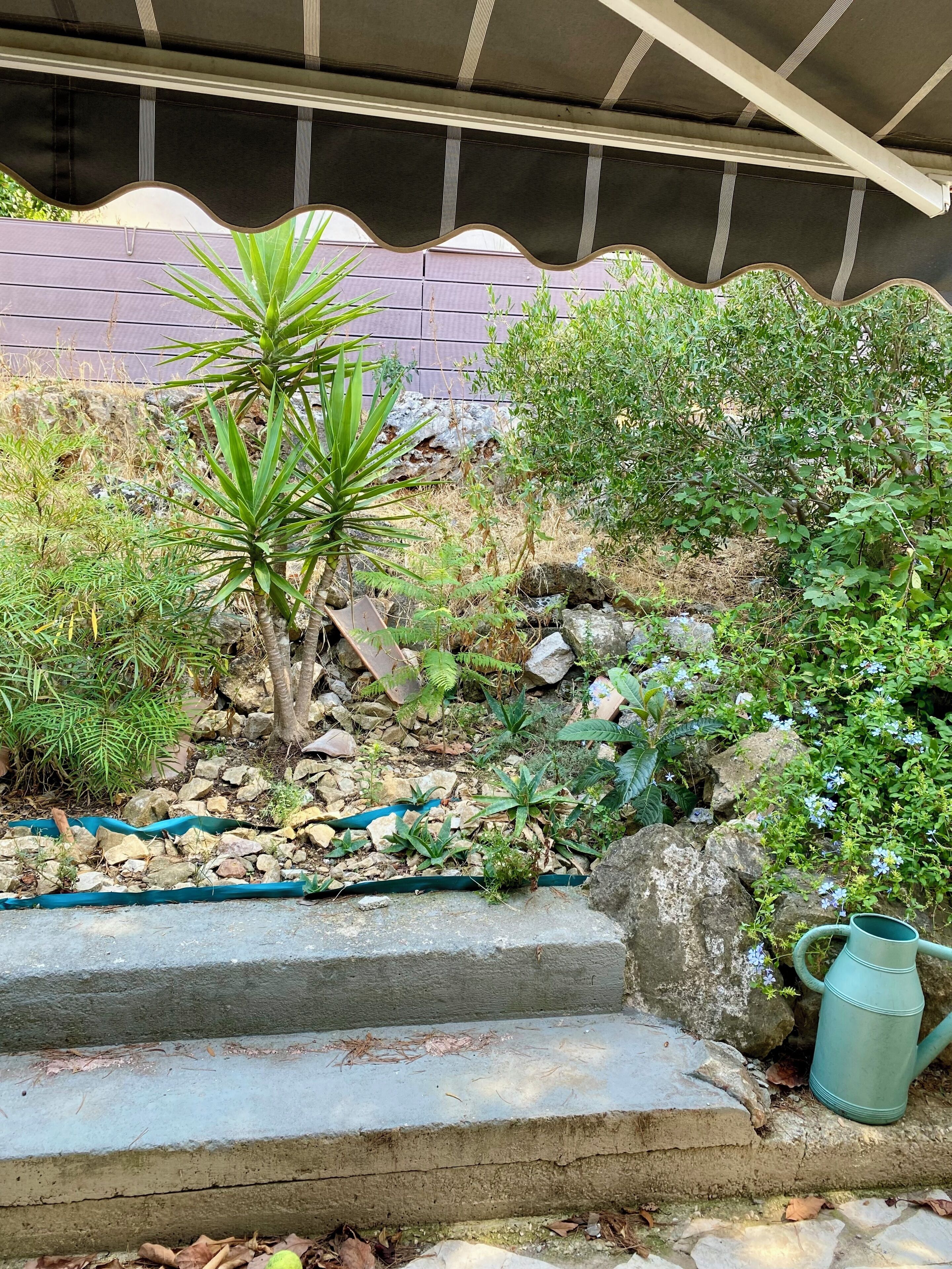Un jardín con diversas plantas, rocas y un regador verde.