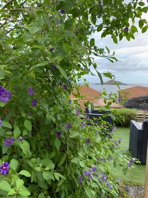 Un jardín con follaje verde exuberante y flores púrpuras.