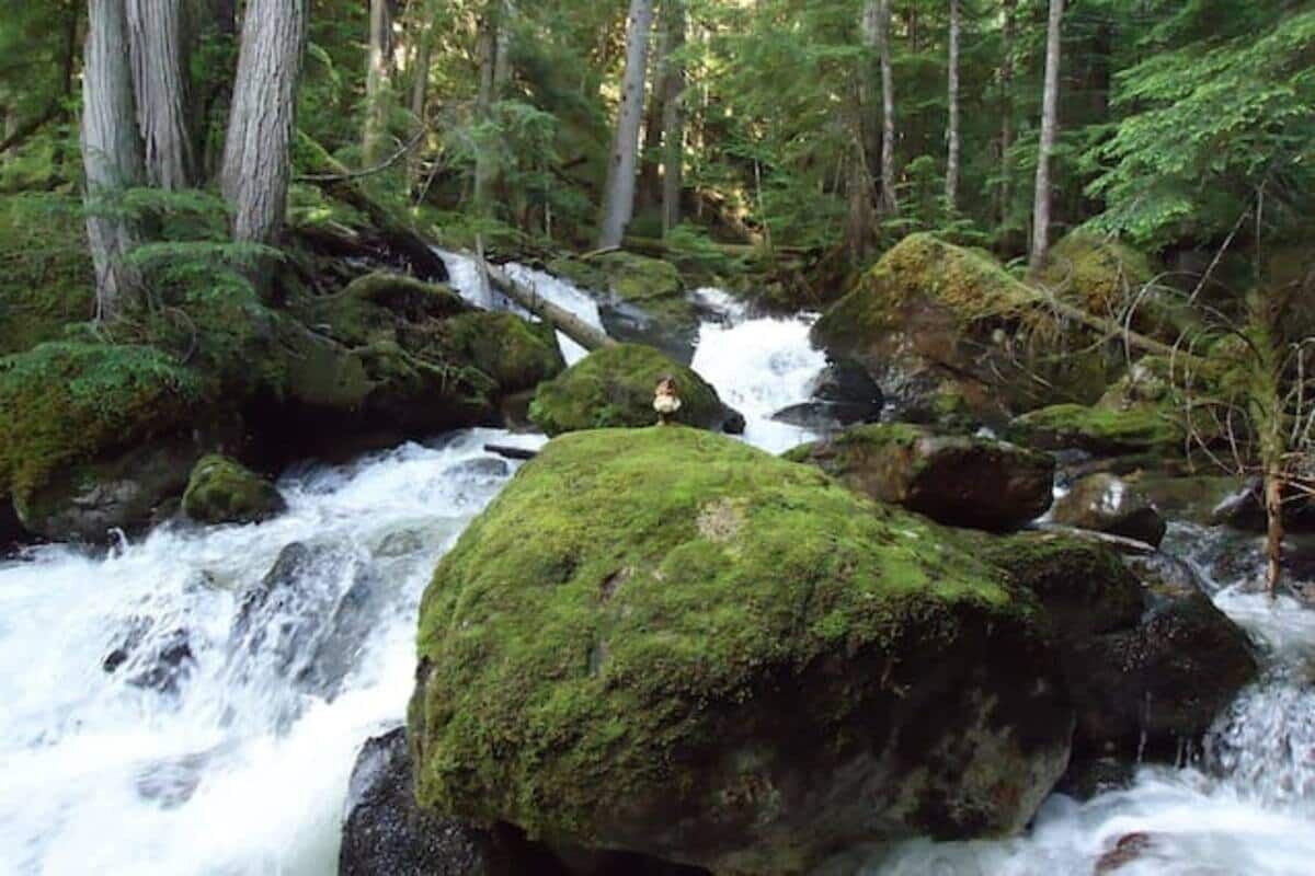 En bäck som rinner genom en skog, med stenar och träd längs stränderna.