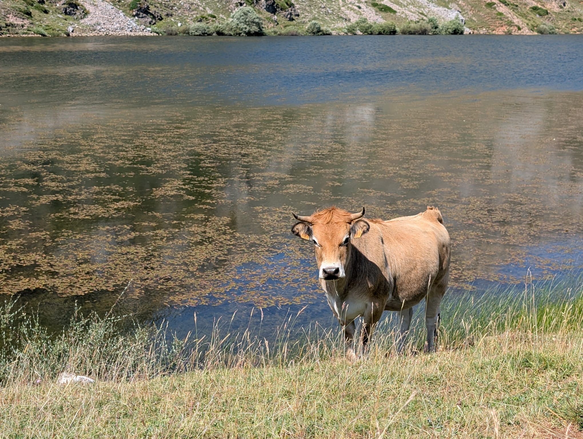 Eine Kuh steht an einem ruhigen See mit grasbewachsenen Ufern.