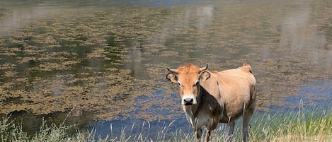A cow standing by a calm lake with grassy banks.