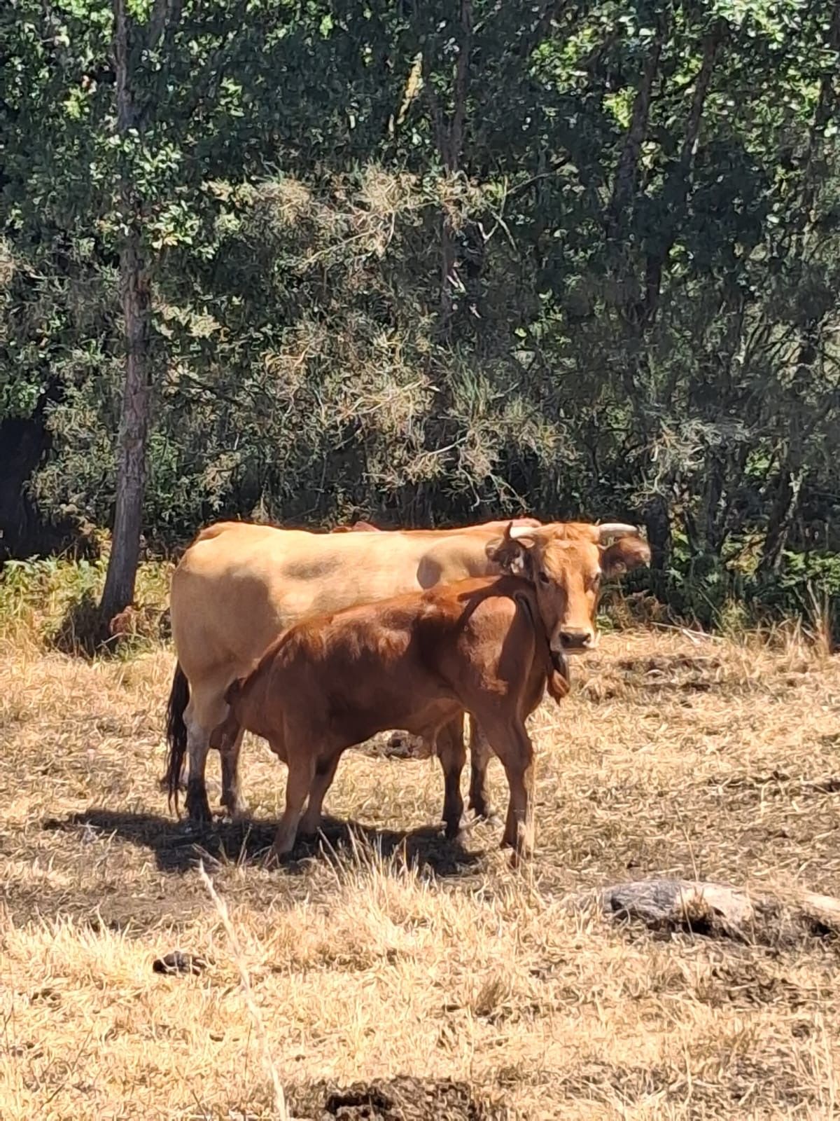 Two cows in a field with dry grass and trees in the background.