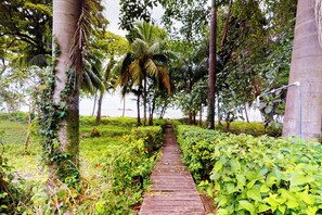 A wooden pathway surrounded by lush greenery and palm trees. - Oceanfront Open-Air Bungalow on Ballena Beach (Uvita)