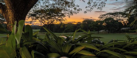 Paisaje con un árbol grande y follaje denso en primer plano, un campo de golf en segundo plano y una puesta de sol al fondo.