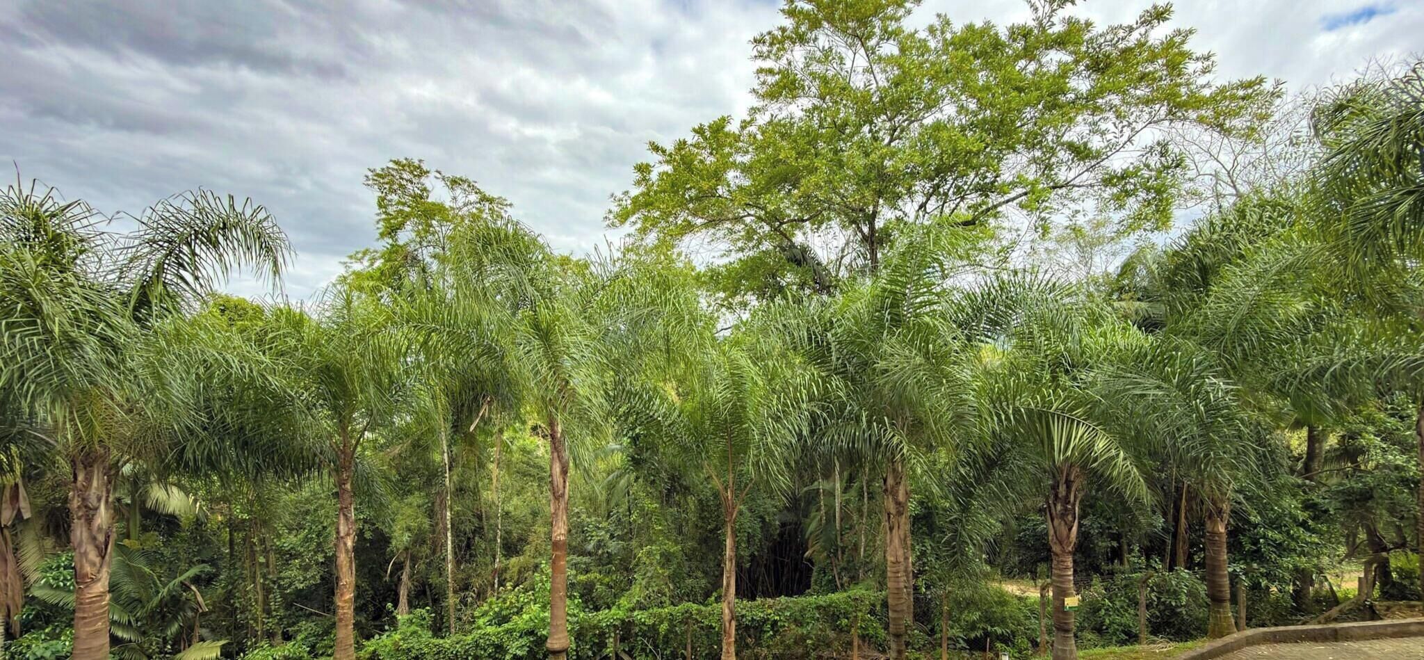 Un denso bosque tropical con árboles altos y una variedad de follaje.