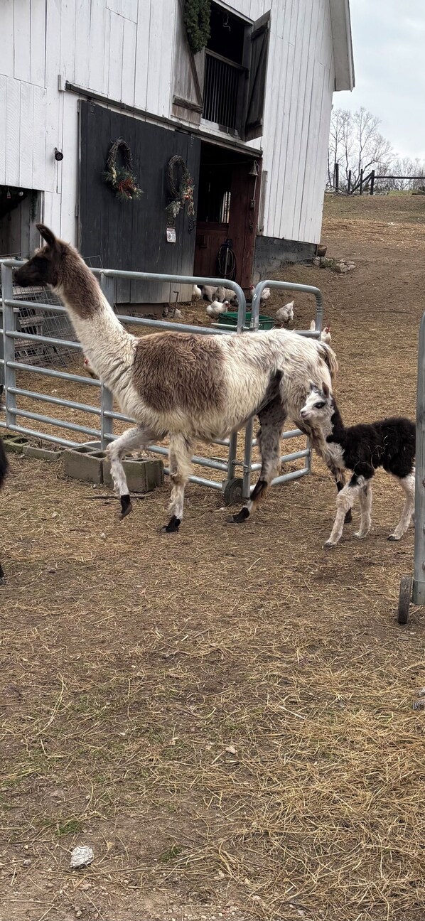 Un lama et son petit se promènent près d’une barrière métallique dans un paysage rural, avec une grange en arrière-plan.