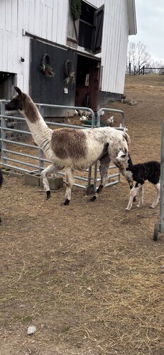 Welcome to Orchard Farms!  Looking for a Farm/Homestead experience or getaway?