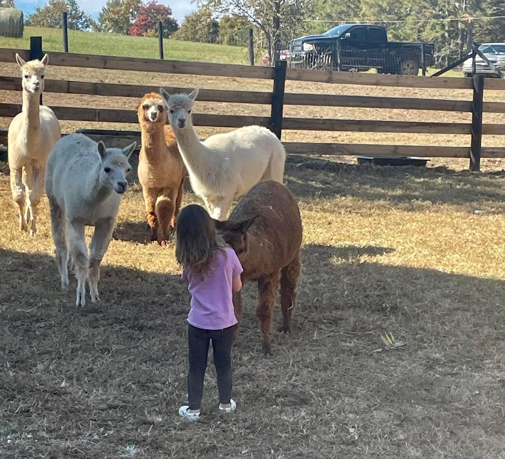 A fenced area with llamas and a child.
