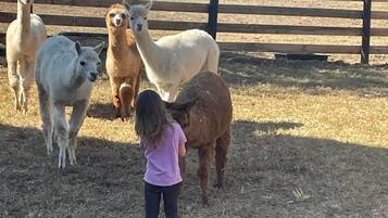 A fenced area with llamas and a child.