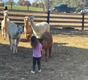 A fenced area with llamas and a child.