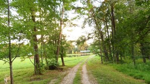 Sentiero sterrato che si inoltra in una zona boscosa, fiancheggiato da alberi.