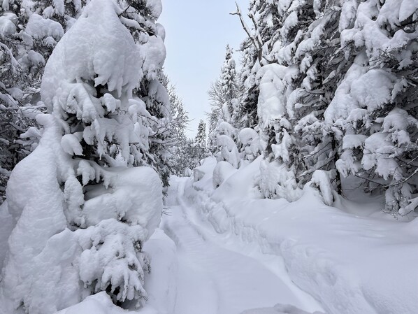 Un sendero nevado en un bosque.