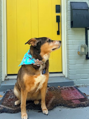 A dog sitting on a rug in front of a yellow door.