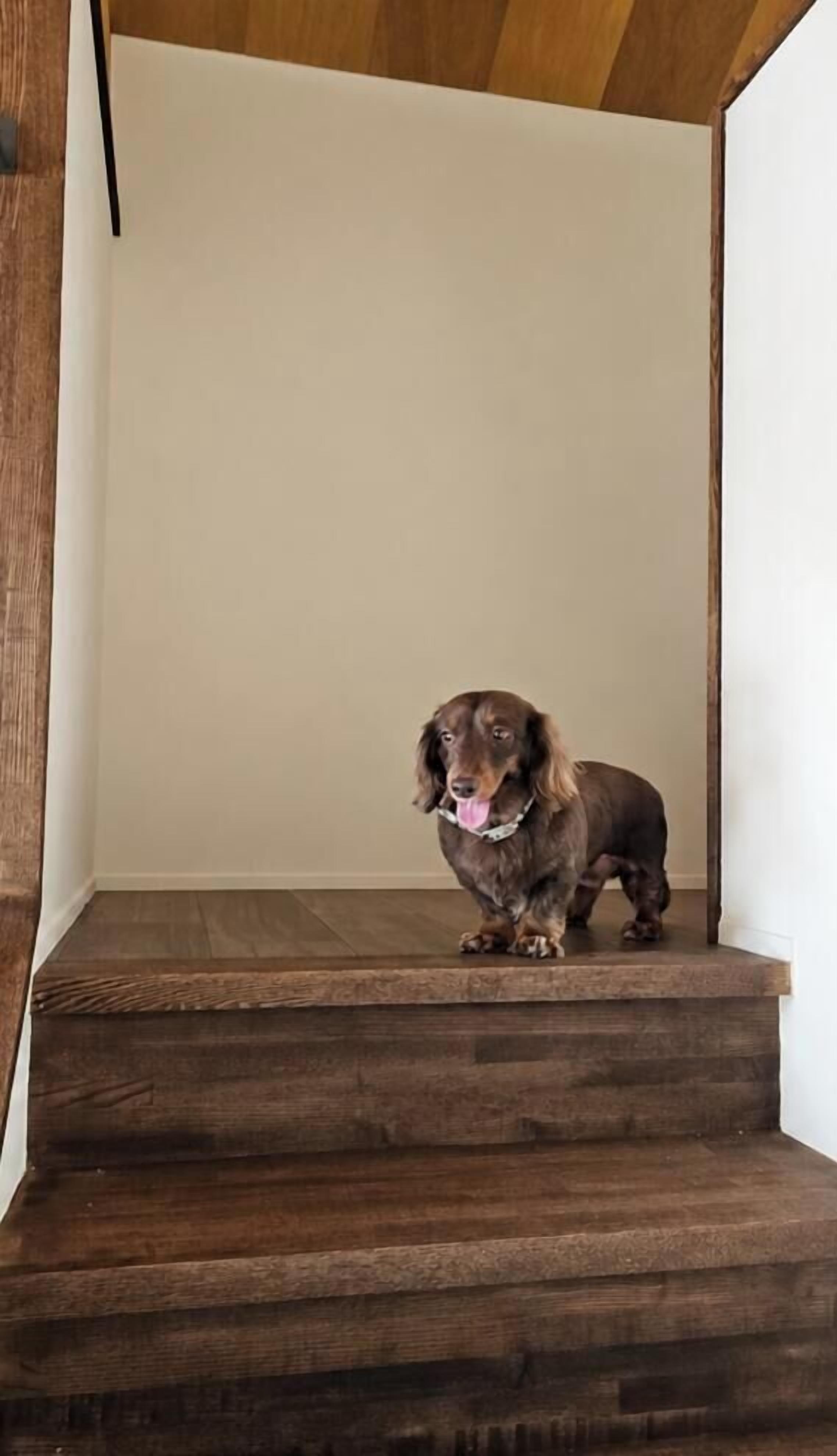 A dog standing on a wooden staircase.