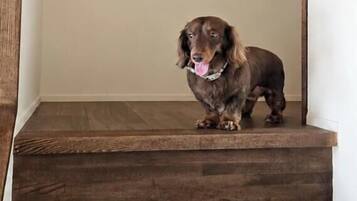 A dog standing on a wooden staircase.
