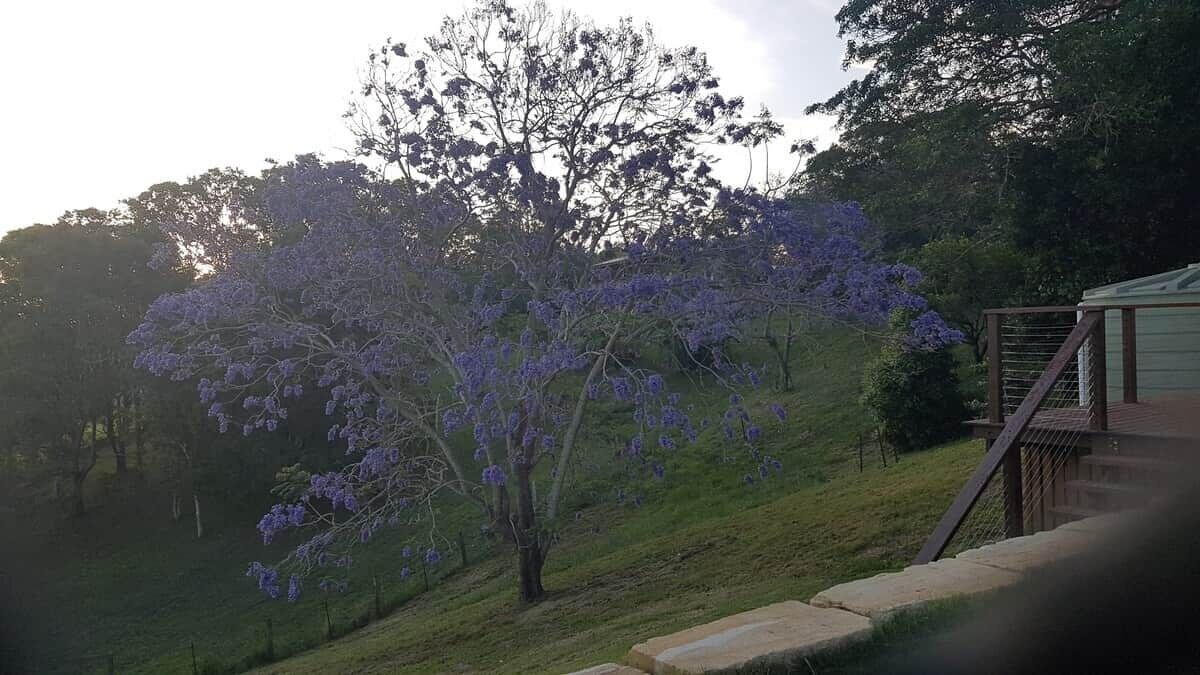 A tree with purple flowers on a grassy slope.