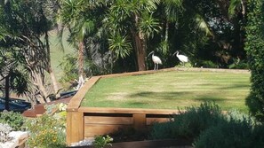 A garden with a wooden deck and a lawn, surrounded by various trees and plants.