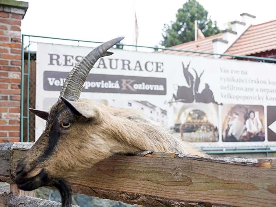 Une chèvre, dont une corne recourbée et bien visible repose sur une clôture en bois.