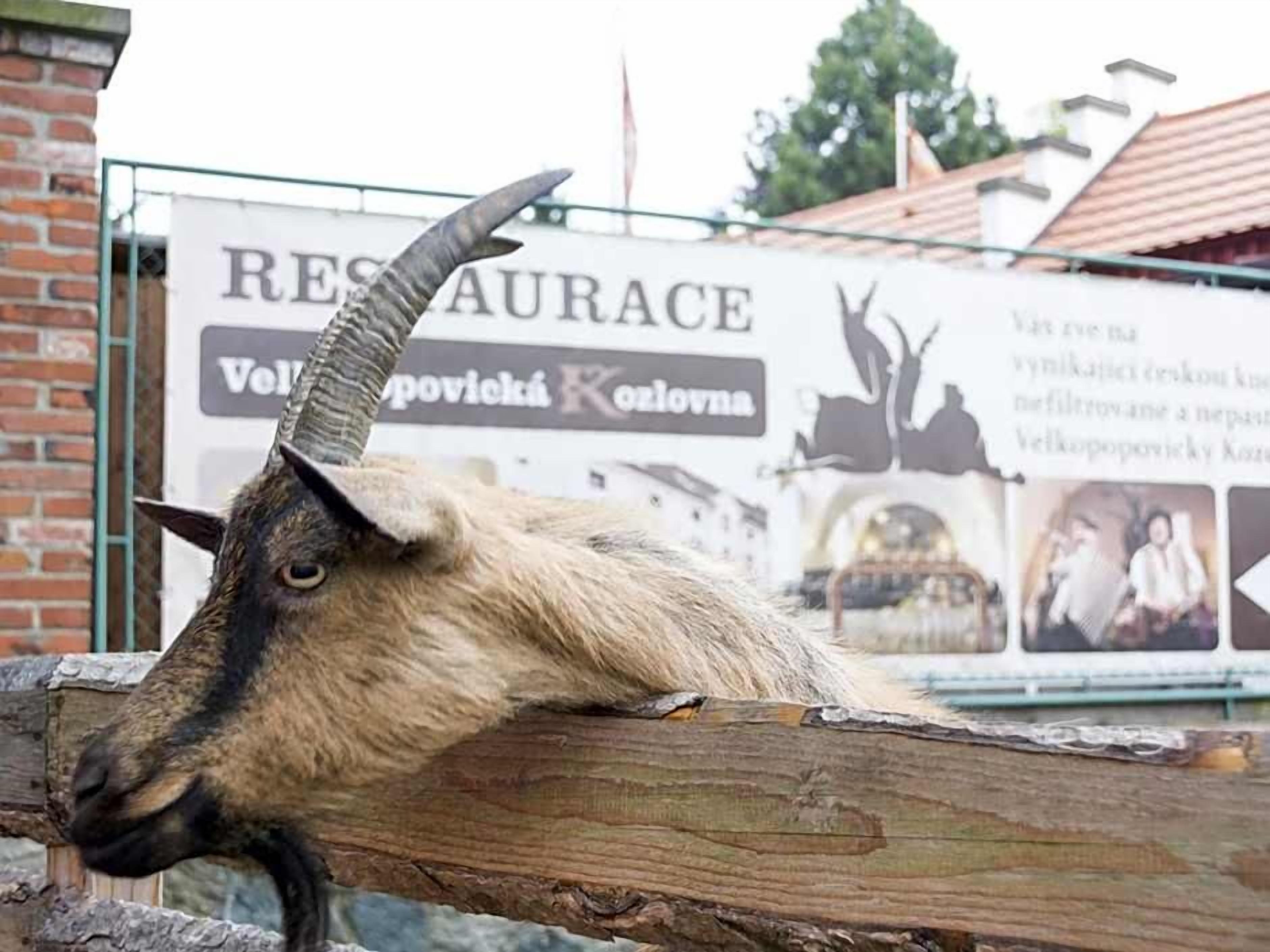A goat with a prominent curved horn resting on a wooden fence.