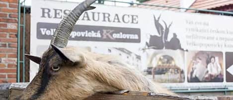 A goat with a prominent curved horn resting on a wooden fence.
