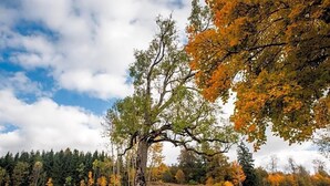 A tree with a bent trunk and a path leading to it. - Restaurant Landhotel Winter (Gomadingen)