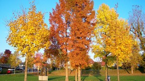 A park with autumn trees, a sculpture, and a bicycle. - Badische Landoase (Kehl)