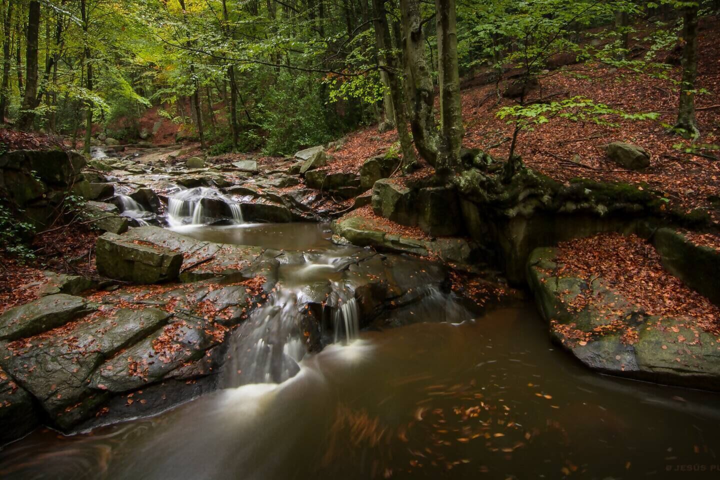 Un arroyo serpentea sobre rocas en un área boscosa.