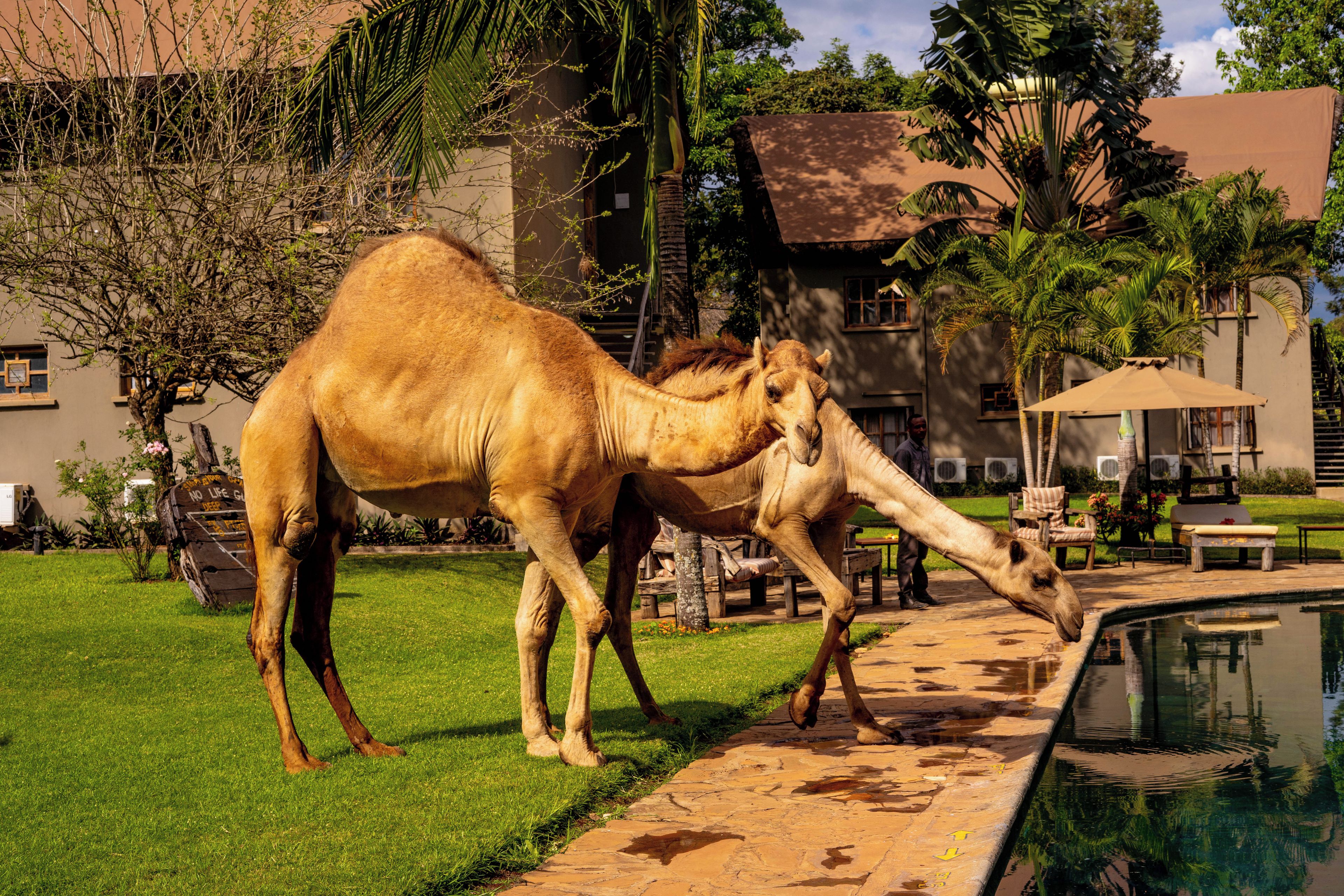 Dos camellos cerca de una piscina, con un edificio y palmeras al fondo.