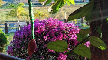Estrutura de madeira com um cacho de bananas pendurado e um arbusto com flores.