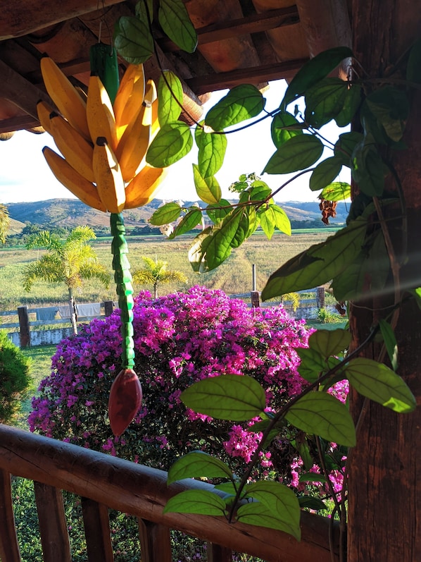 A wooden structure with a hanging bunch of bananas and a flowering bush.