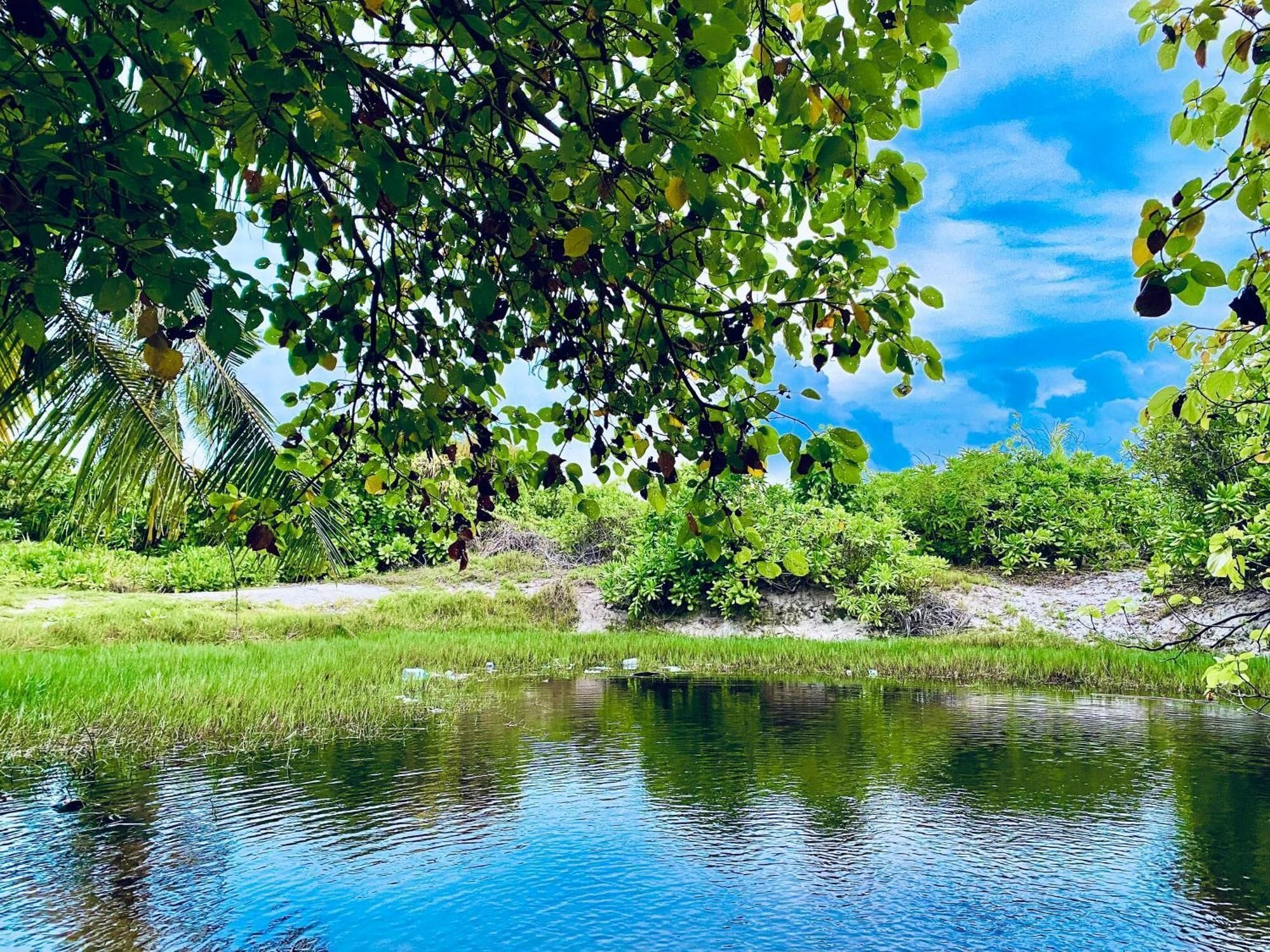 A calm water body with dense greenery and a clear sky.