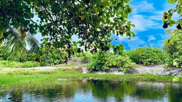 A calm water body with dense greenery and a clear sky.