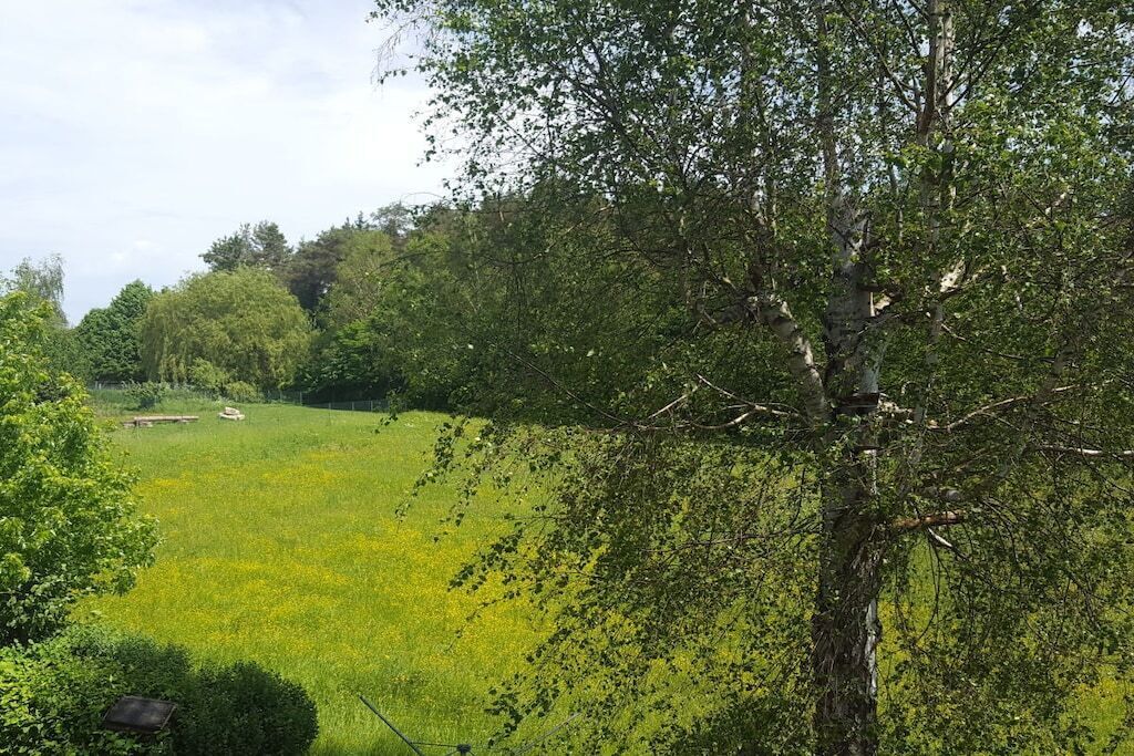A natural landscape with a grassy field, trees, and a bench.
